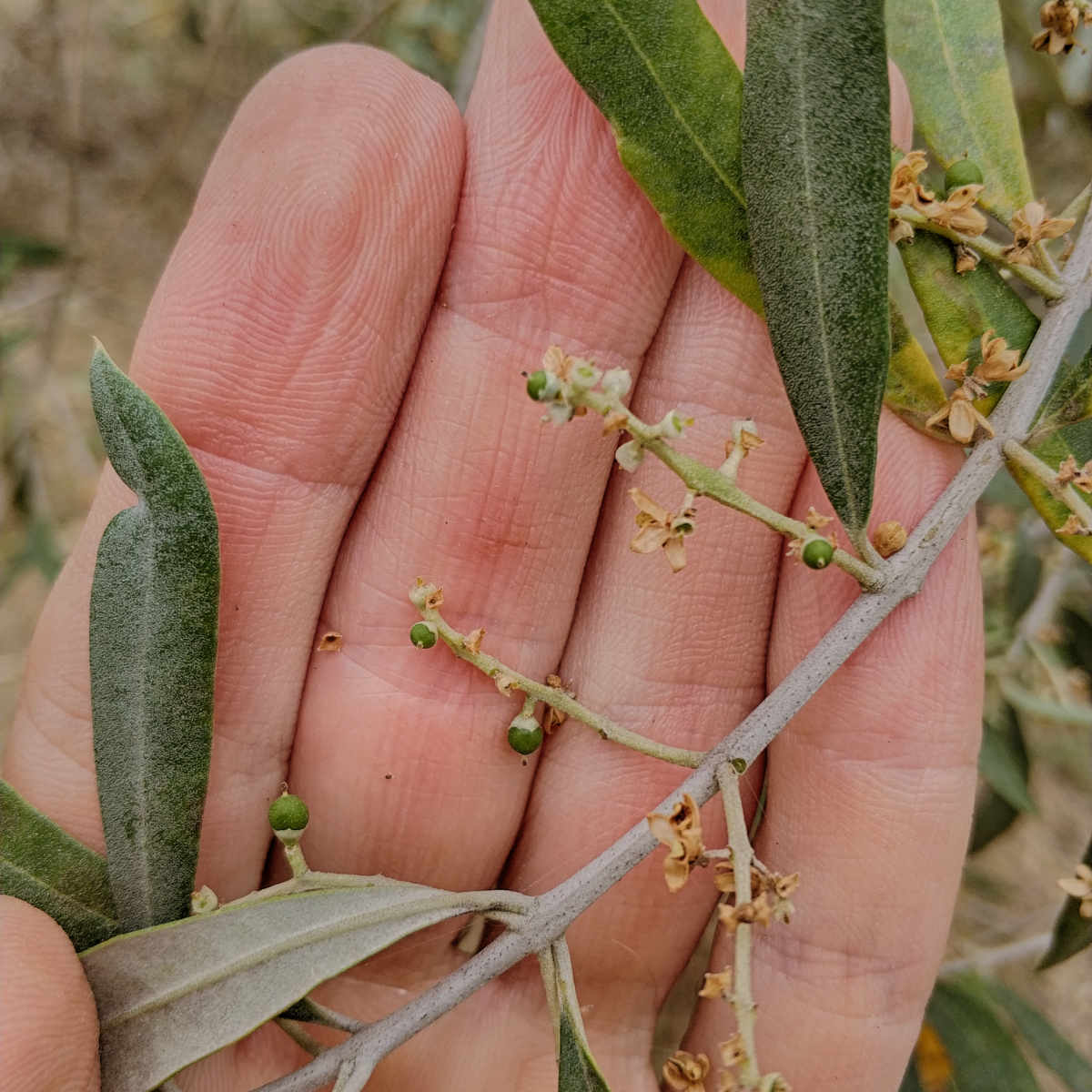 Nascono le drupe