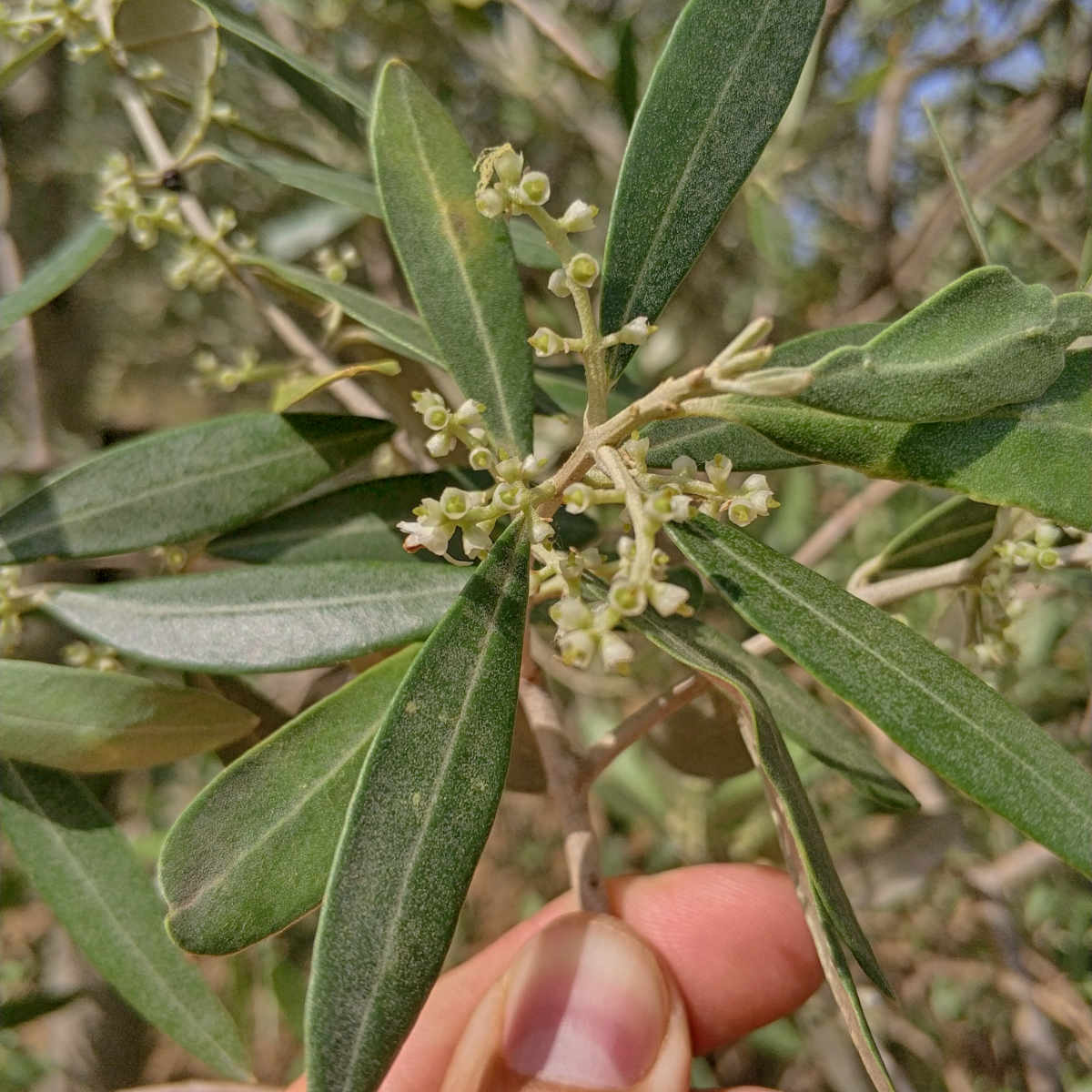 Olivo in fiore