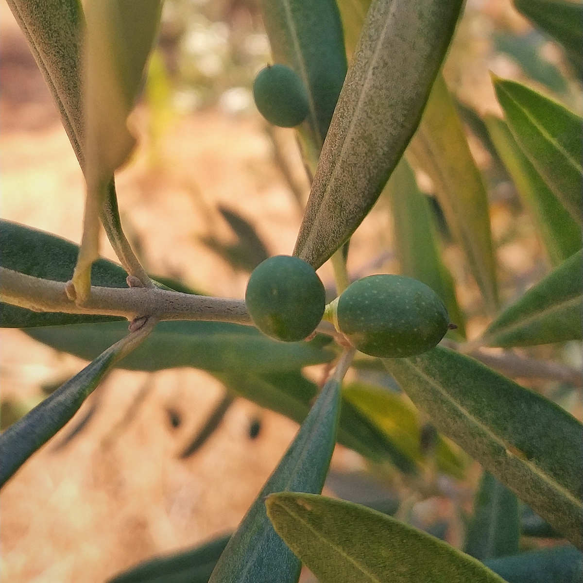 OLIVE LUGLIO