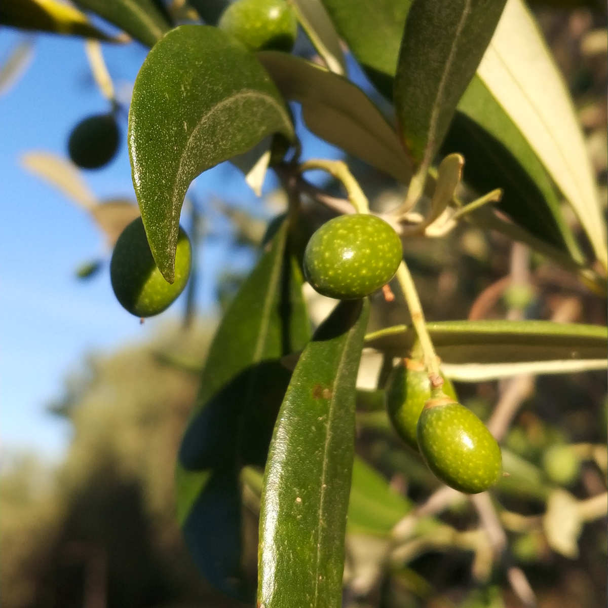 OLIVE LUGLIO