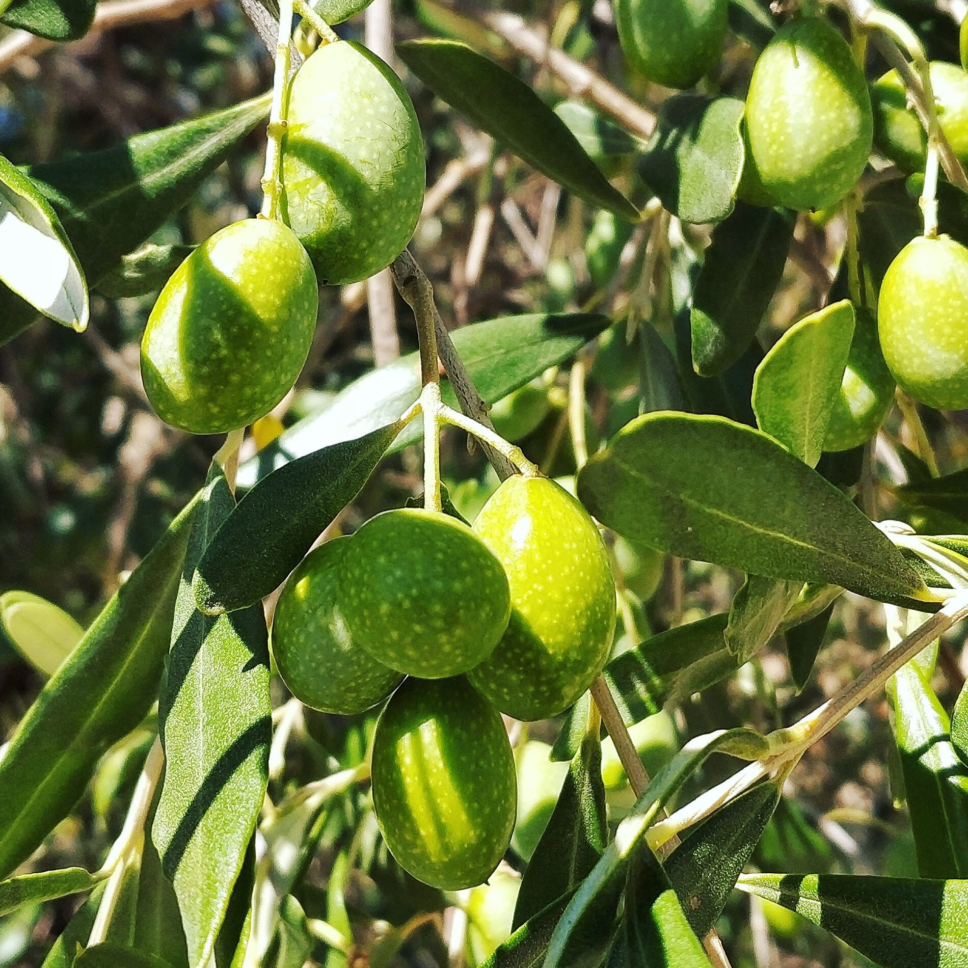 Olive agosto