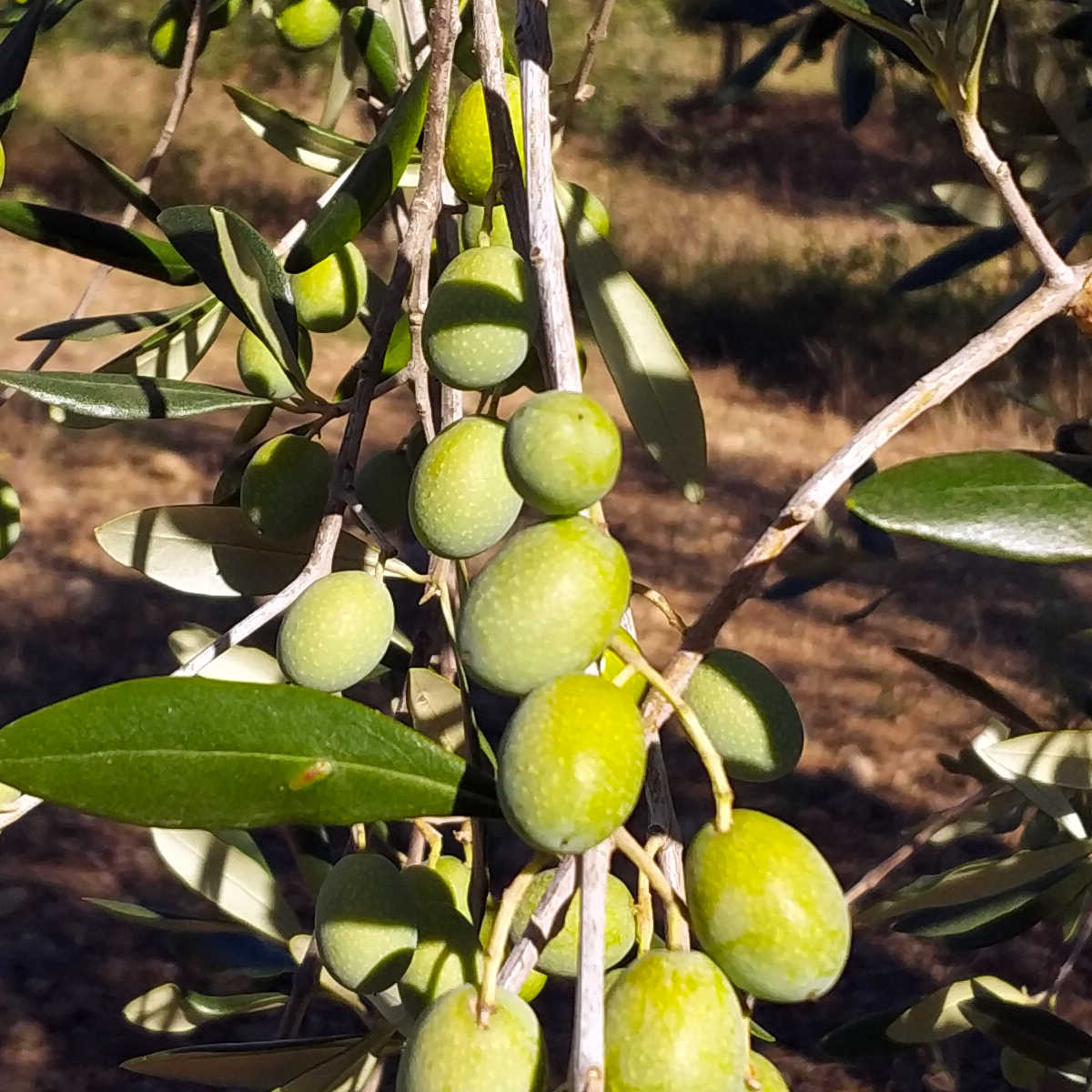 Raccolta olive step by step