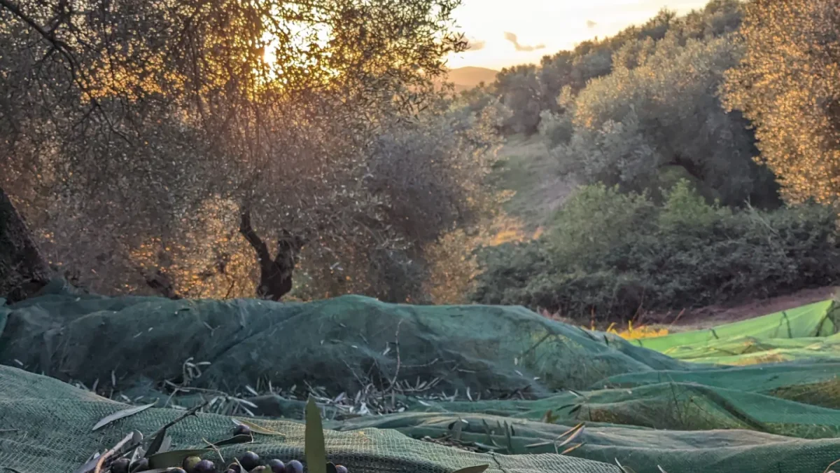 Dopo un'annata difficile per la raccolta delle olive, l’olio nuovo e’ arrivato! 2