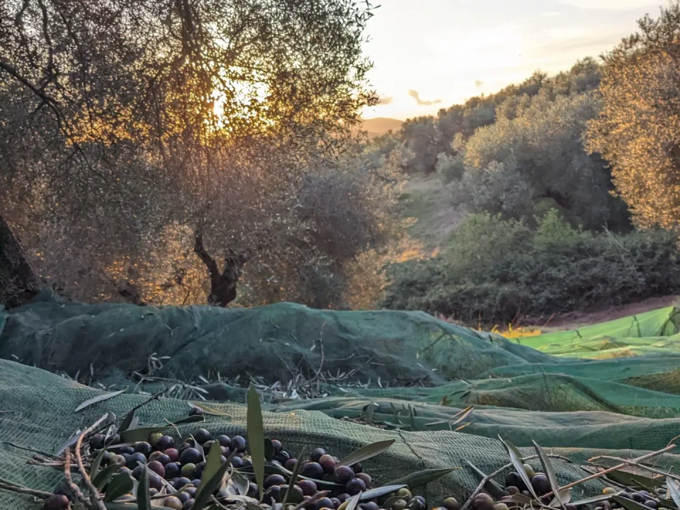 Dopo un'annata difficile per la raccolta delle olive, l’olio nuovo e’ arrivato! 8