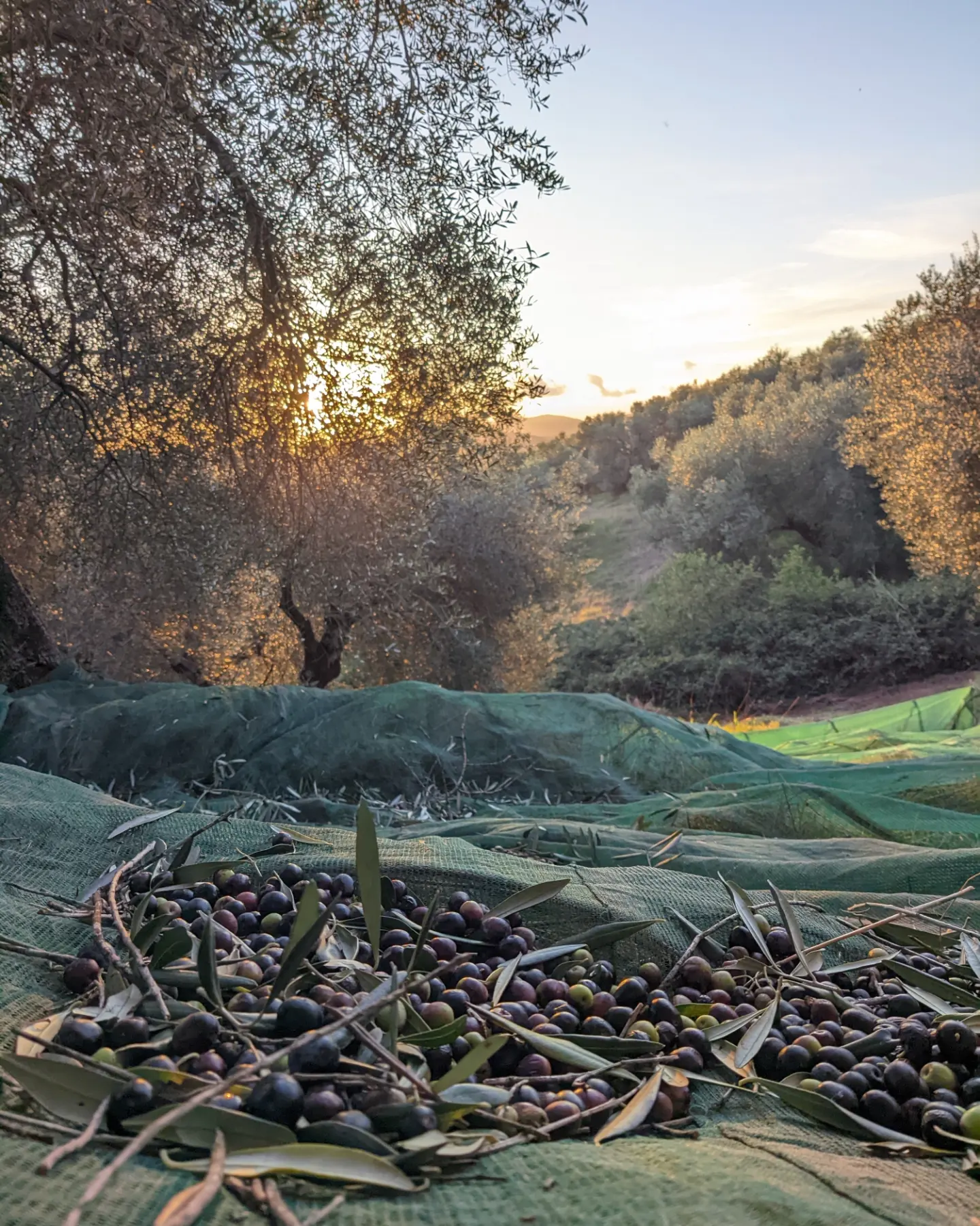 Dopo un'annata difficile per la raccolta delle olive, l’olio nuovo e’ arrivato! 8