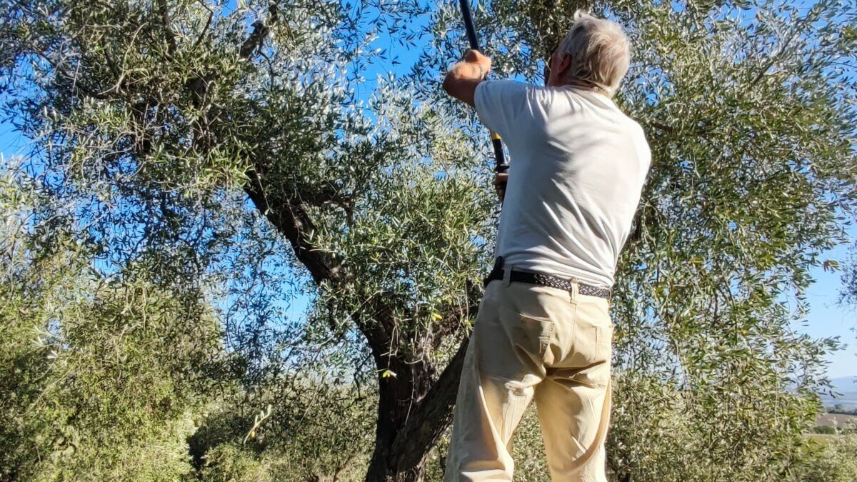 Olive harvest has started at Olio Aroldo! 2