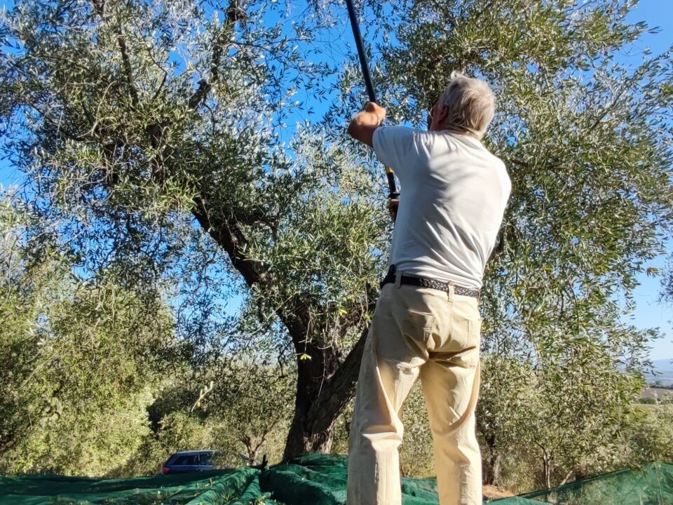 Olive harvest has started at Olio Aroldo! 4