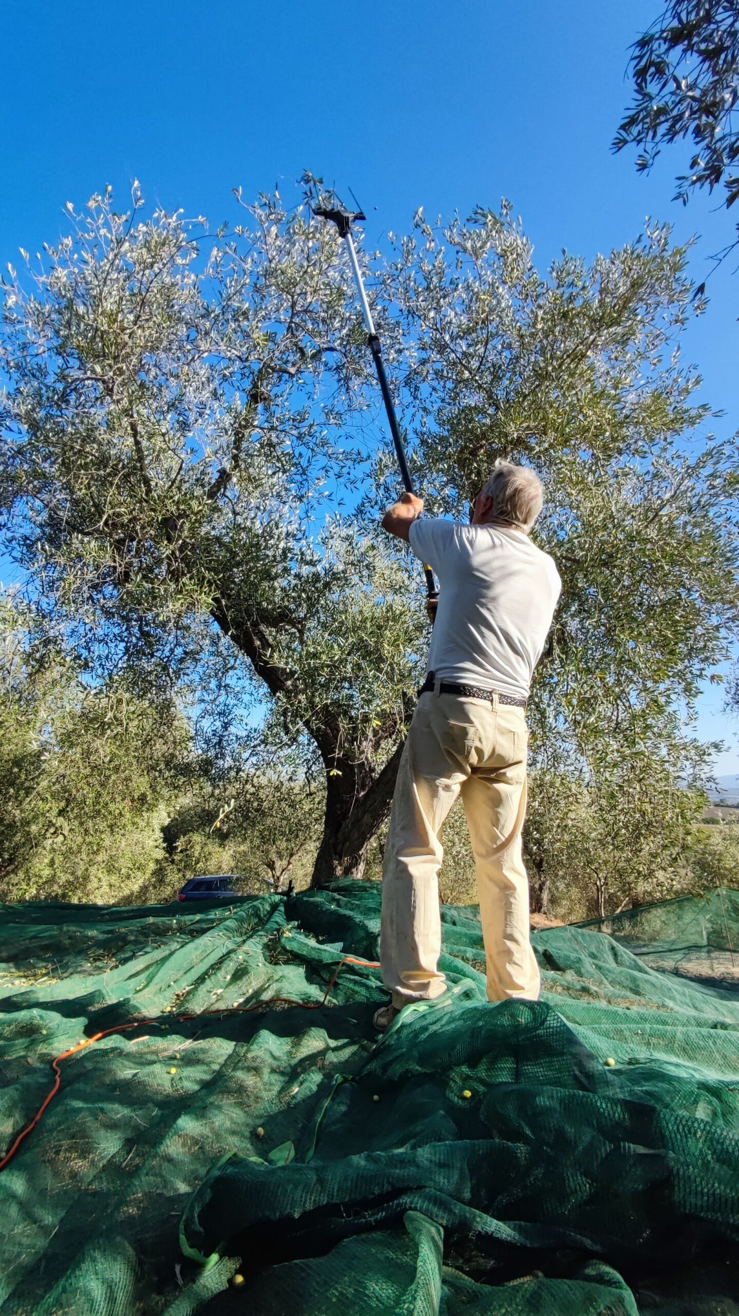 Olive harvest has started at Olio Aroldo! 8