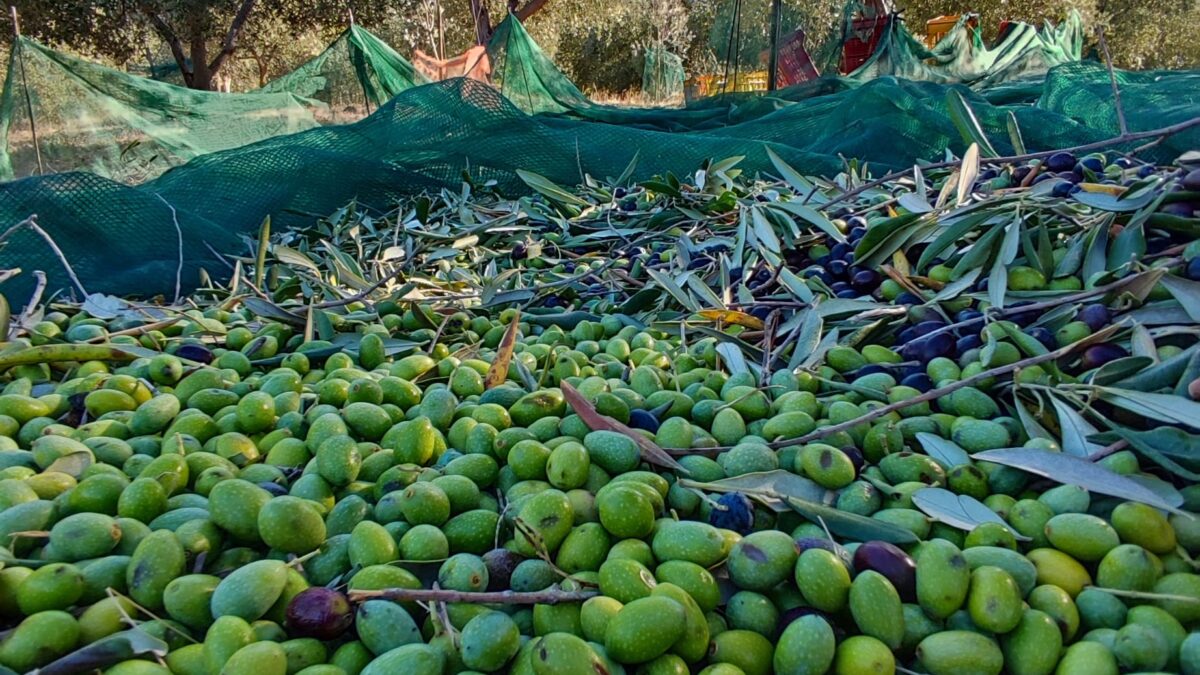 I vantaggi dell'olio extravergine di oliva biologico 2