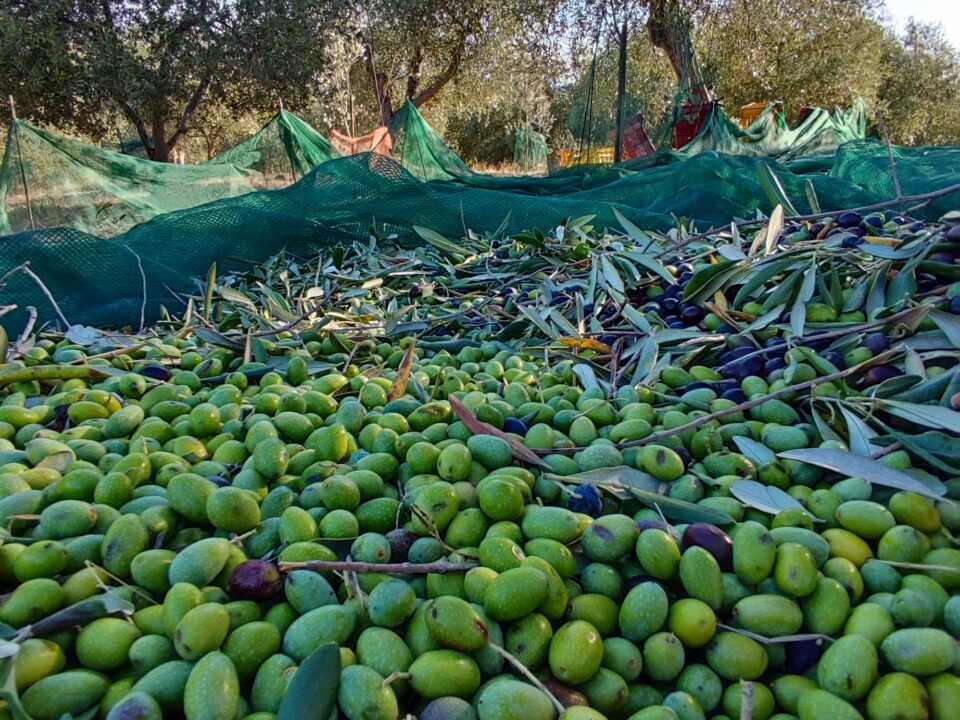 I vantaggi dell'olio extravergine di oliva biologico 6