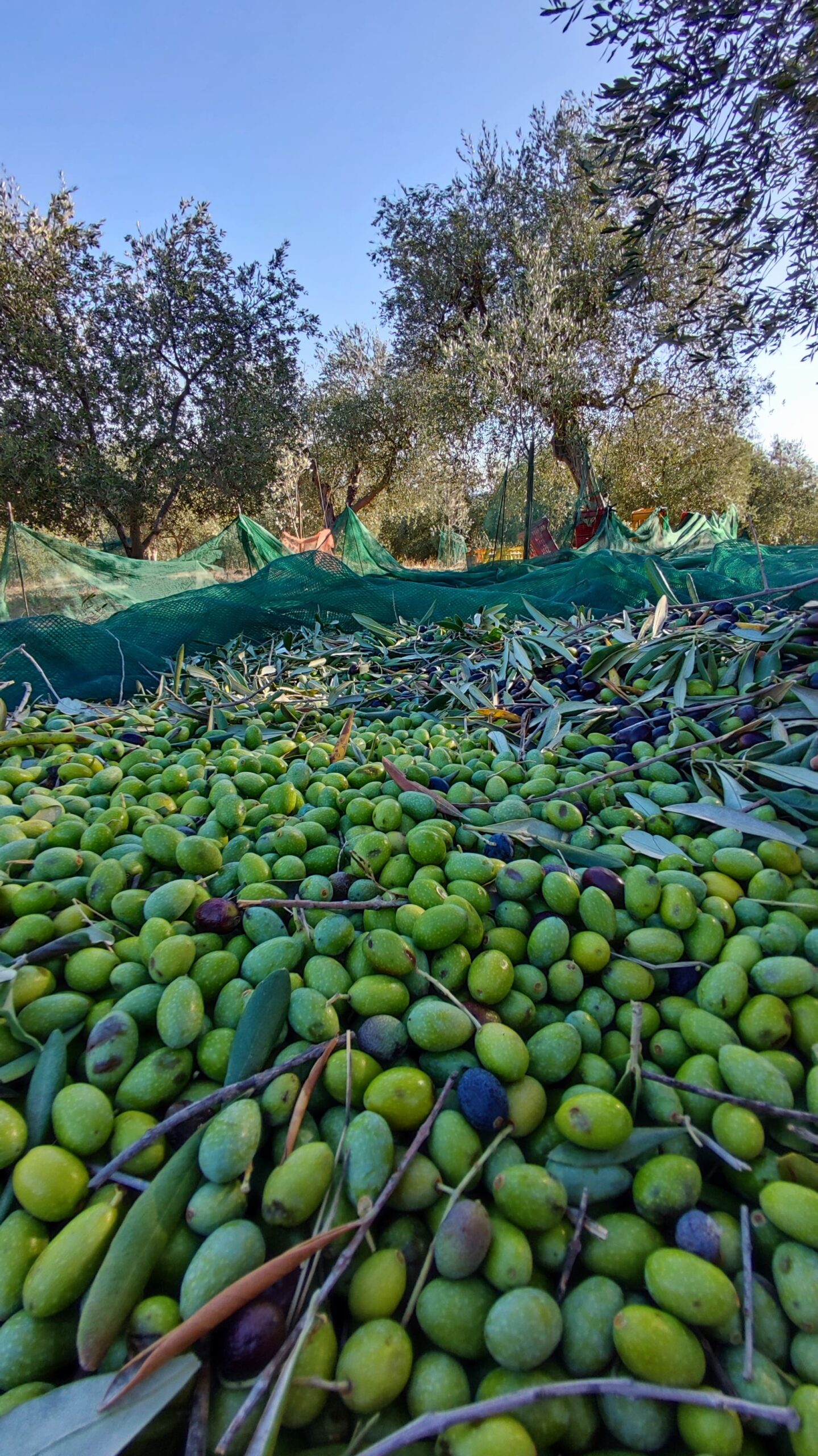 The Benefits of Extra Virgin Olive Oil 6