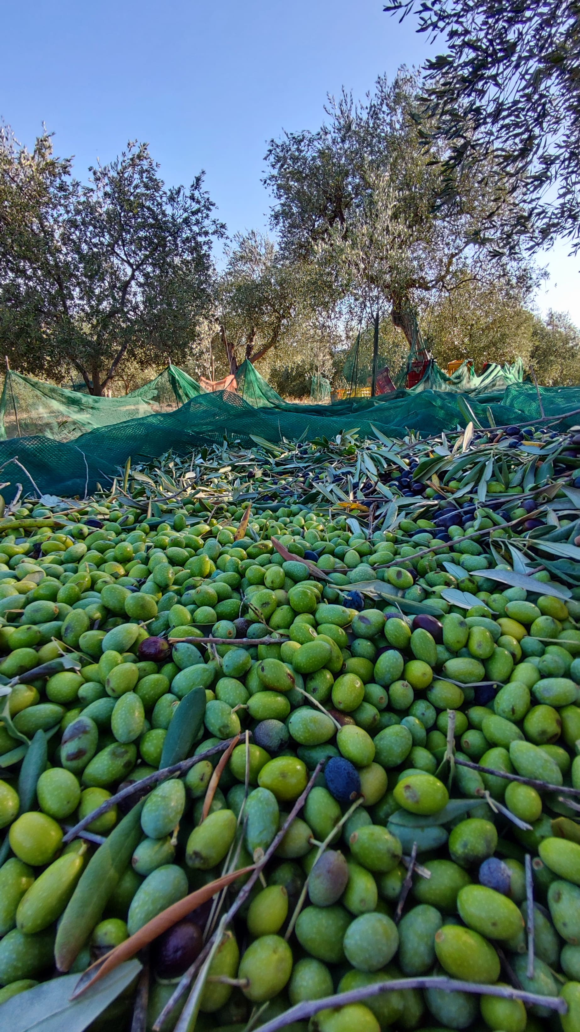 Inizio raccolta olive 2023 Casa Olivo Olio Aroldo